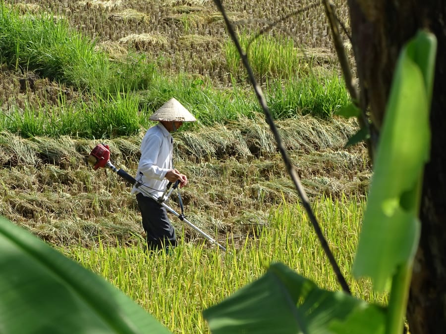 Mùa gặt vùng cao