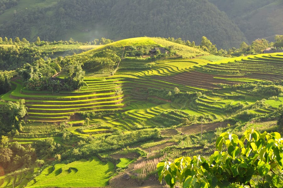 Reisterrassen hinab ins Muong-Hoa-Tal