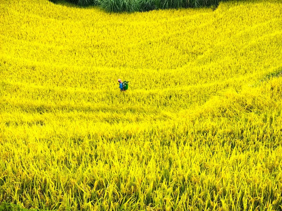 A lone farmer carrying a basket walks through a golden, near-ready-to-harvest rice field.