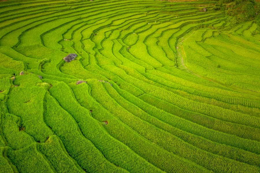 Green rice terraces curving in contour lines down a hillside.